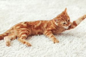 Как избавиться от жирных пятен на ковре